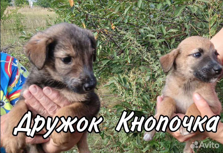 Щенок в добрые руки бесплатно