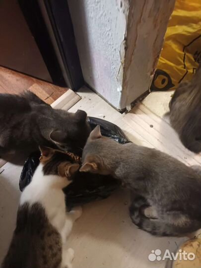 Котята в добрые руки бесплатно