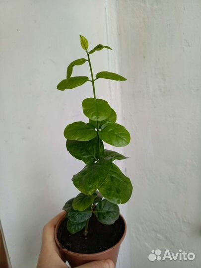 Цветы комнатные