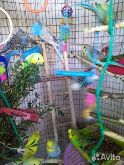 Волнистый попугай