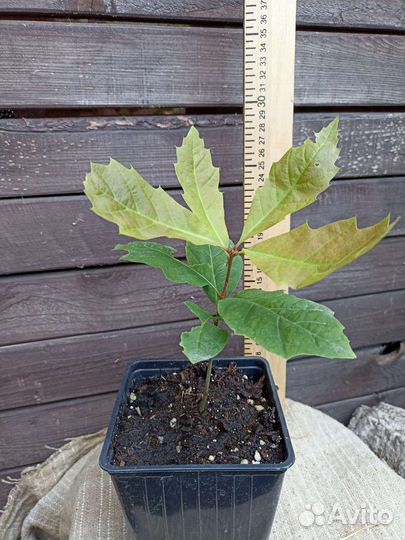 Дуб красный