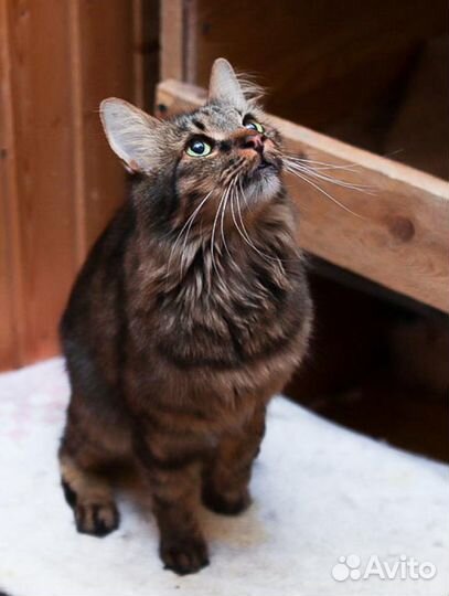 Асенька очень хочет стать любимой и домашней