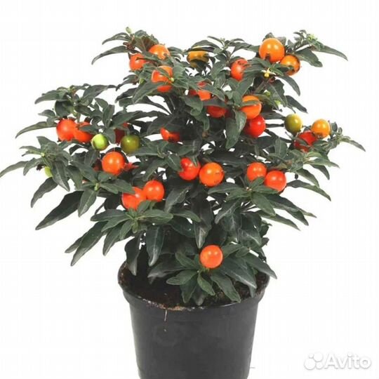 Паслен комнатный