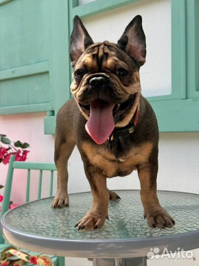 Французский бульдог щенки