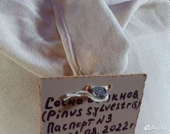 Семена лиственницы на заказ
