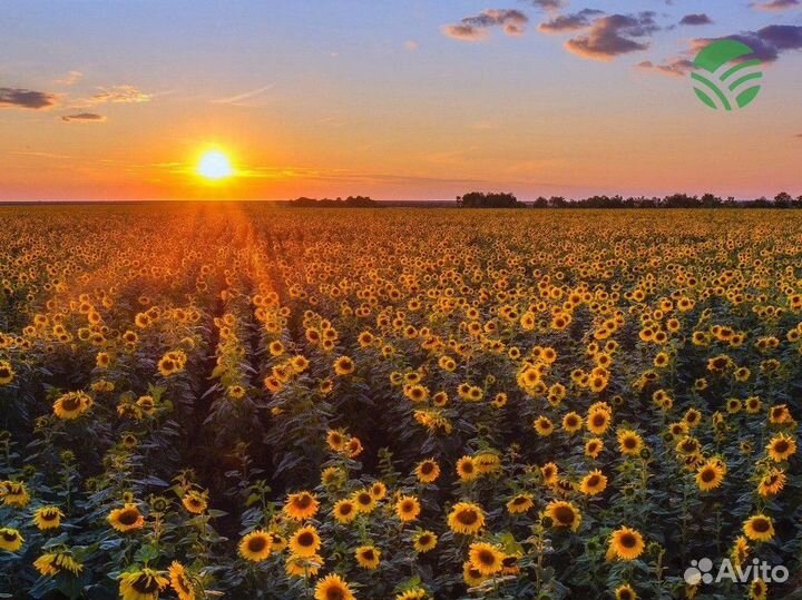 Семена подсолнечника и кукурузы