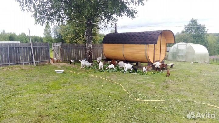 Стадо Мурсиано Гранадино и Камерунские