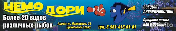 Аквариумные рыбки