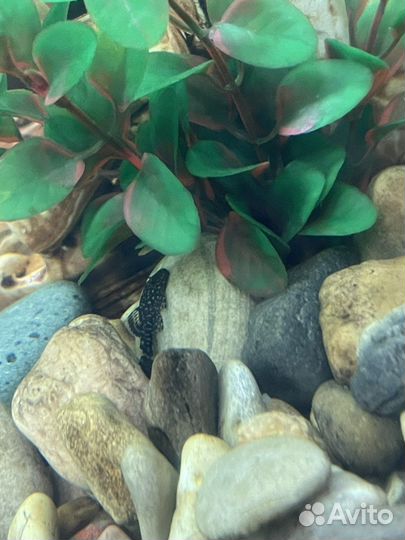 Сомики анциструсы