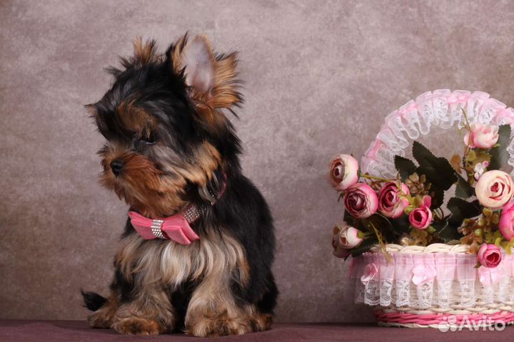 Йоркширский терьер щенки девочки
