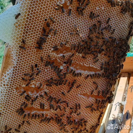 Мед чистый местный