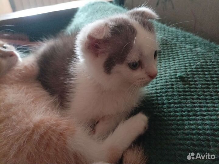 Вислоухий котенок