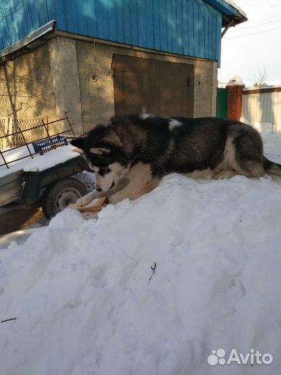 Вязка собак сибирский хаски