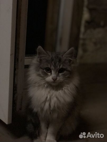 Котёнок 3 месяца