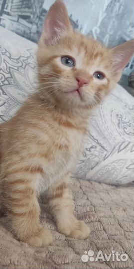 Милые котята