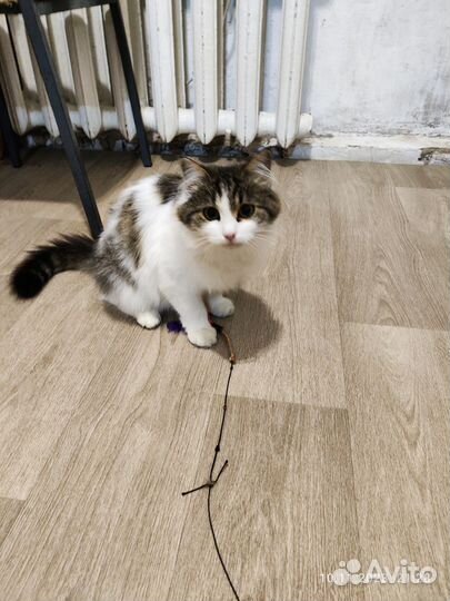 Кошка в добрые руки