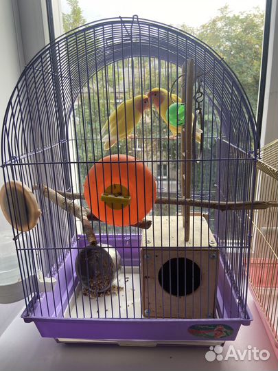 Попугай неразлучники с клеткой