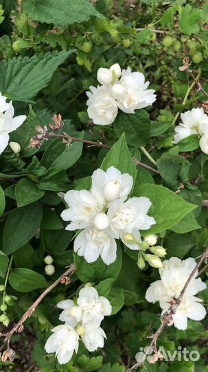 Чубушник и дейция разные сорта