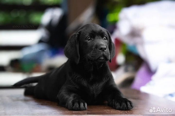 Щенки лабрадора