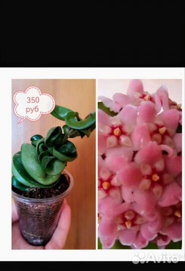 Хоя растение