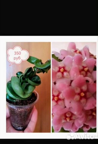 Хоя растение