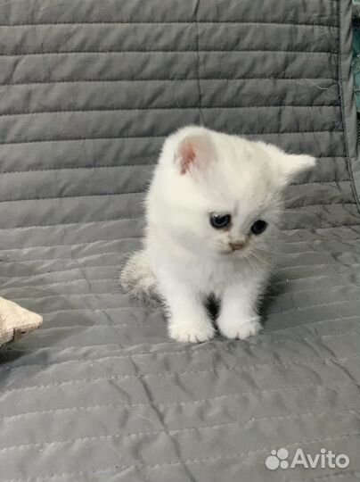 Белый кш британский котенок