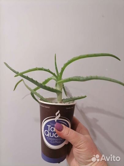 Индийский лук, алое