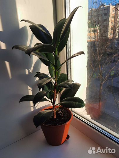 Фикус каучуконосный большой