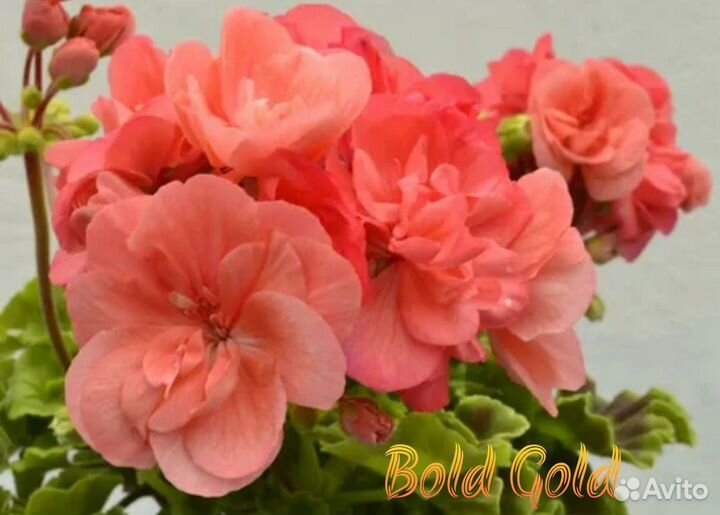 Пеларгония герань