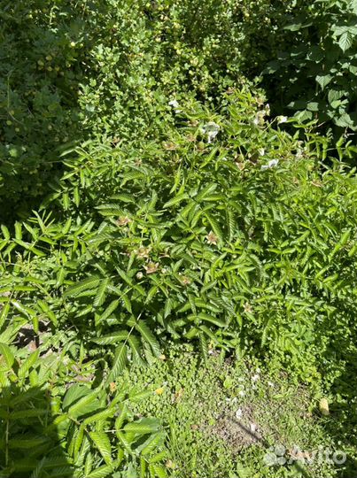 Тибетская малина саженцы