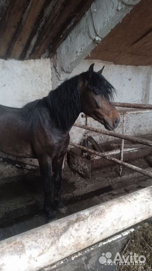 Лошадь жеребец