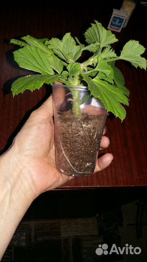 Королевская пеларгония