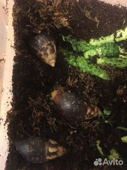 Улитки ахатины