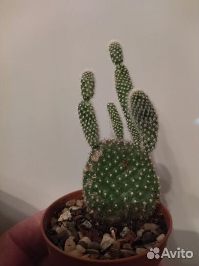 Суккуленты набор, алоэ, опунция, хавортия