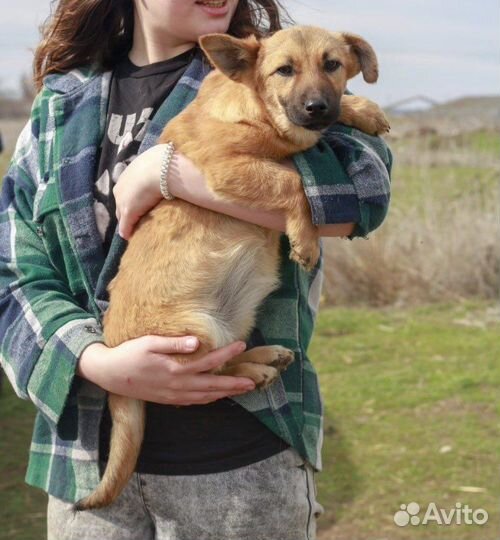 Собачка коротколапик