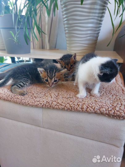 Котята в добрые руки бесплатно