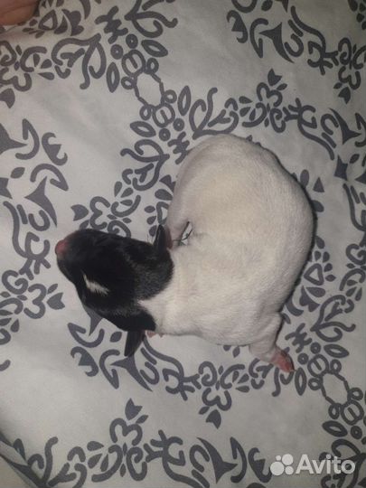 Маленькая собака