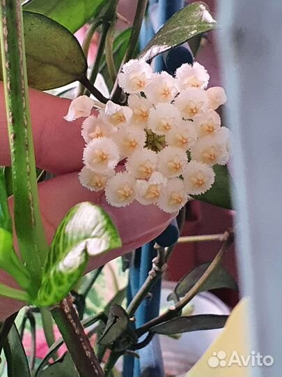 Хойя на срез 6 сортов