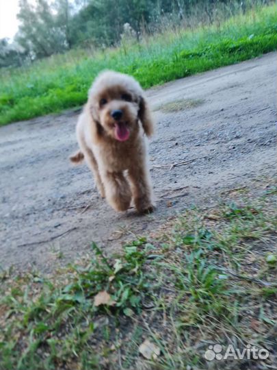 Пудель девочка