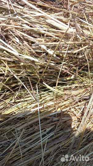 Сено солома