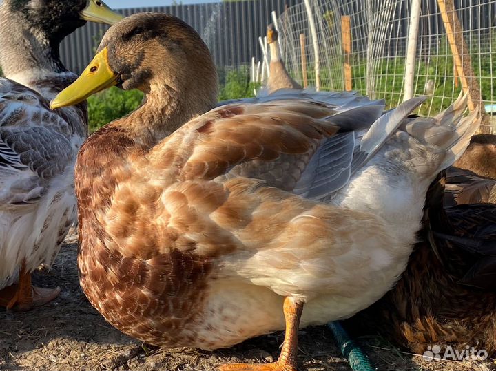 Руанские утки. Инкубационное яйцо. Утята