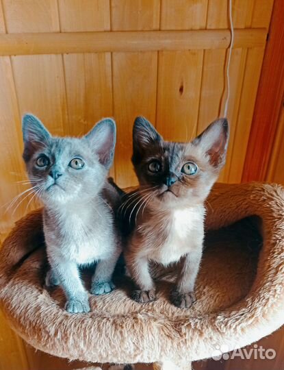 Бурманские