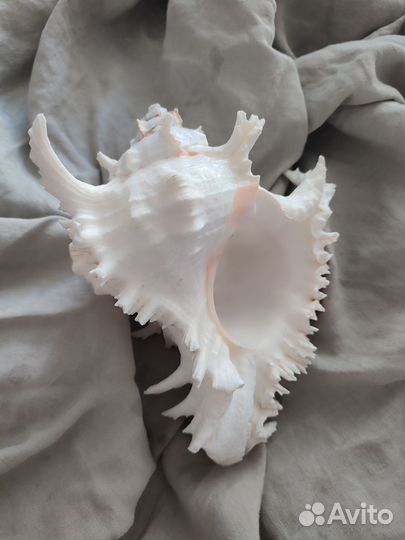 Раковина морская Мурекс