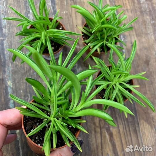 Редкий вид суккуленты