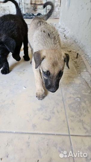 Щенки 3 мес. (будут среднего размера)