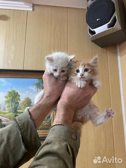 Котята