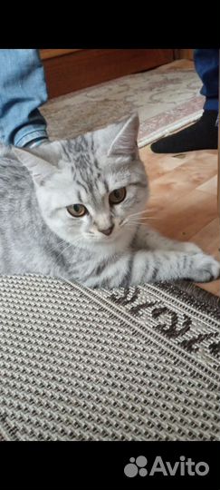 Метис