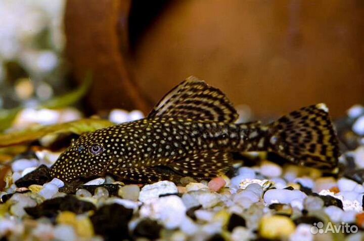 Анциструс сомы