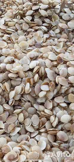 Ракушка морская