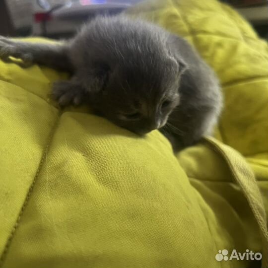 Котята Мей Куна и британца, обычные 2 котенка